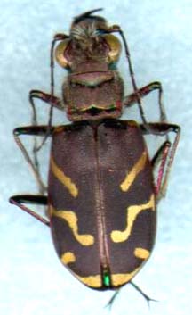 cicindela_tranquebarica-1.JPG (12381 octets)