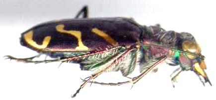 cicindela_tranquebarica-2.JPG (13279 octets)