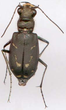 cicindela_tranquebarica-4.JPG (10810 octets)