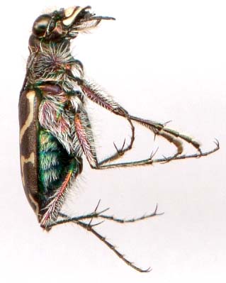 cicindela_tranquebarica-5.JPG (18130 octets)