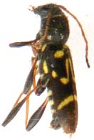 clytus_ruricola-2.JPG (5966 octets)