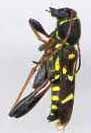 clytus_ruricola2.JPG (3047 octets)