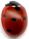 coccinella_septempunctata.JPG (3310 octets)