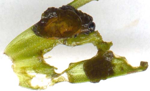 crioc-lys-larve.JPG (19905 octets)