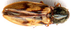 ctenicera_hieroglyphica.JPG (10312 octets)