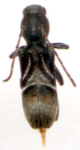 cyrtophorus_verrucosus-f.JPG (7767 octets)