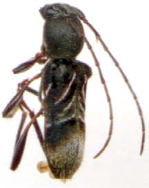 cyrtophorus_verrucosus-m.JPG (9655 octets)
