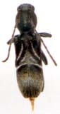 cyrtophorus_verrucosus-x.JPG (3201 octets)