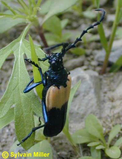 desmocerus_palliatus-3.JPG (27132 octets)