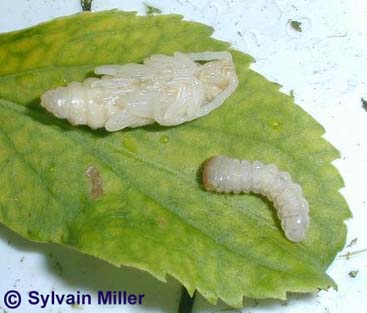desmocerus_palliatus-pupe-larve.JPG (17477 octets)