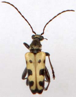 evodinus_monticola_monticola-2.JPG (8519 octets)