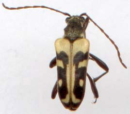 evodinus_monticola_monticola-3.JPG (7355 octets)