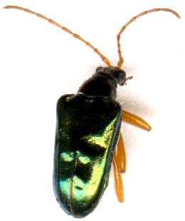 gaurotes_cyanipennis-1.JPG (9370 octets)