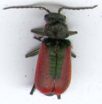 malachius_aeneus-7MM-1.JPG (5509 octets)