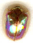 metriona_bicolor-1.JPG (5697 octets)