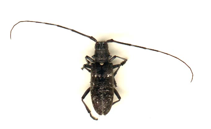 monochamus_scutellatus-3.JPG (17231 octets)