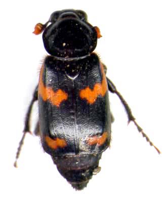 nicrophorus_sayi-1.JPG (13444 octets)