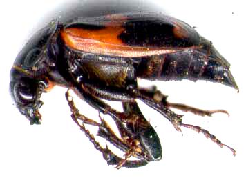 nicrophorus_sayi-2.JPG (15696 octets)