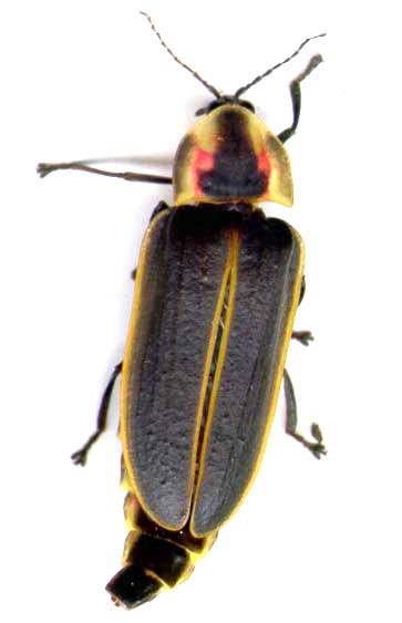 pyractomena_angulata.JPG (17829 octets)