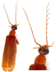 pyrochroidae-x.JPG (6798 octets)