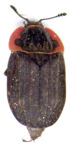 silpha_noveboracensis-13mm-1.JPG (7732 octets)