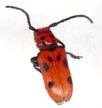 tetraopes_tetrophthlmus-1.JPG (13122 octets)