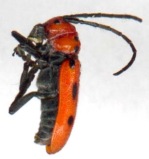 tetraopes_tetrophthlmus-2.JPG (14831 octets)