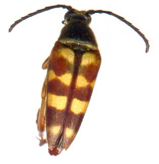 typocerus_velutinus_1a.JPG (10882 octets)