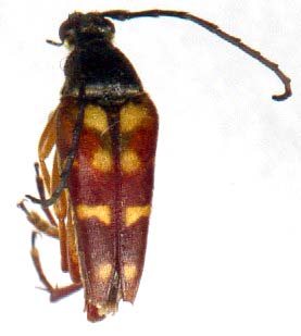 typocerus_velutinus_1b.JPG (12044 octets)