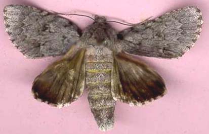 acronicta_americana-1.JPG (16214 octets)