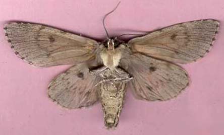 acronicta_americana-2.JPG (14362 octets)