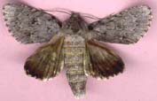 acronicta_americana-x.JPG (4639 octets)