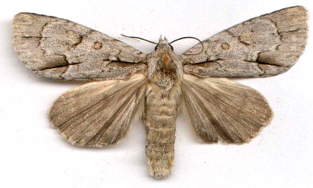 acronicta_morula-1.JPG (38986 octets)