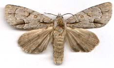 acronicta_morula-x.JPG (6697 octets)