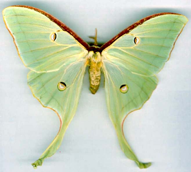 actias_luna-1.JPG (33004 octets)