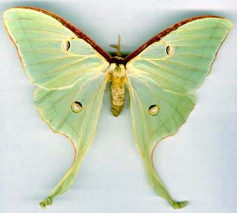 actias_luna-x.JPG (12923 octets)