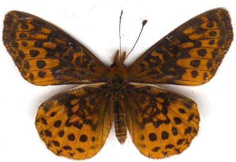 boloria_bellona-1.JPG (28857 octets)