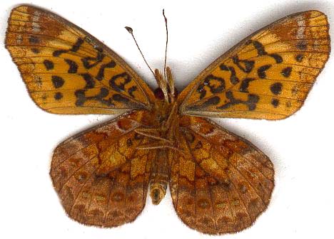 boloria_bellona-2.JPG (34306 octets)