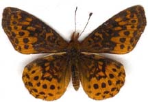 boloria_bellona-x.JPG (7972 octets)