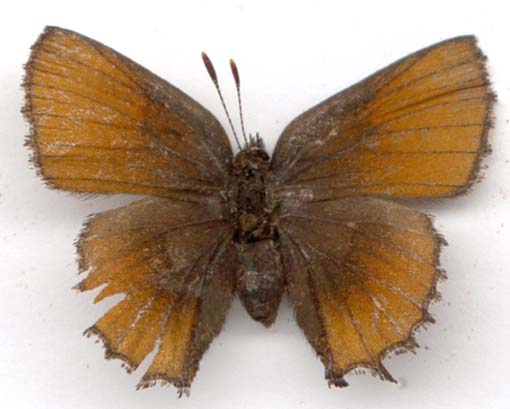 callophrys_henrici-1.JPG (25759 octets)