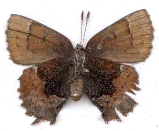 callophrys_henrici-2.JPG (28958 octets)