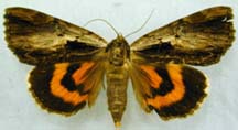 catocala_ultronia-x.JPG (6892 octets)