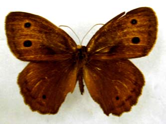 cercyonis_pegala_nephele.JPG (12947 octets)