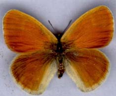 coenonympha_tullia_inornata-1.JPG (7709 octets)