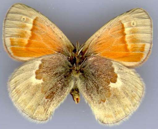 coenonympha_tullia_inornata-2.JPG (32054 octets)