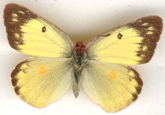 colias_philodice-3.JPG (38451 octets)
