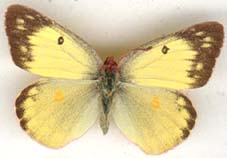 colias_philodice-3x.JPG (6587 octets)