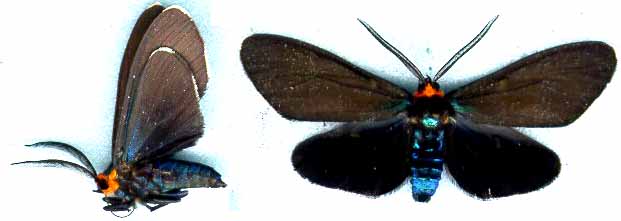 ctenucha_virginica-1.JPG (15487 octets)