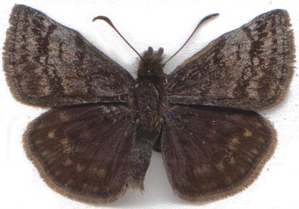 erynnis_icelus-1.JPG (21092 octets)