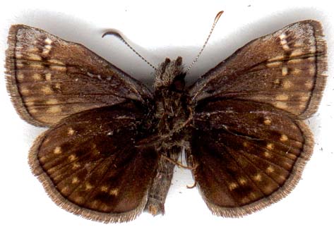 erynnis_icelus-2.JPG (28887 octets)